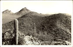 Tucson County Mountain Park Postcard