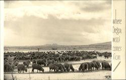 Sheep Where Oregon Wool Come From Postcard