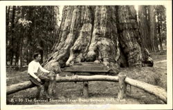 The General Sherman Tree Base Postcard