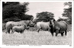 Black Rhinoceros Postcard