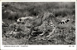 African Wild Life Cheetah Postcard