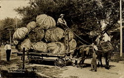 Cartload of Lettuce Postcard