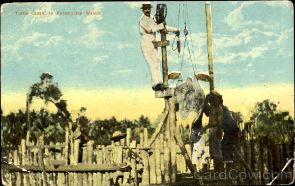 Giant Turtle Caught In Panamanian Water Fish