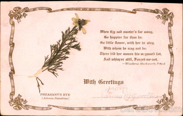 Pheasant's Eye With Greetings