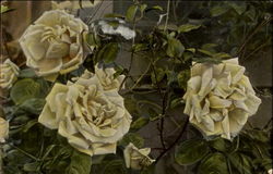 Yellow Roses Postcard