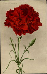 Red Carnation Flowers Postcard Postcard
