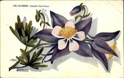 The Columbine Postcard
