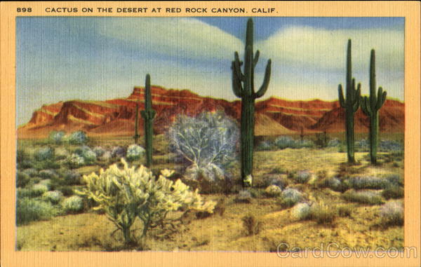 Cactus N The Desert, Red Rock Canyon Cantil California