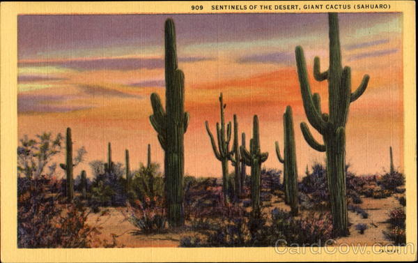 Sentinels Of The Desert, Giant Cactus (Sahuaro) Cactus & Desert Plants