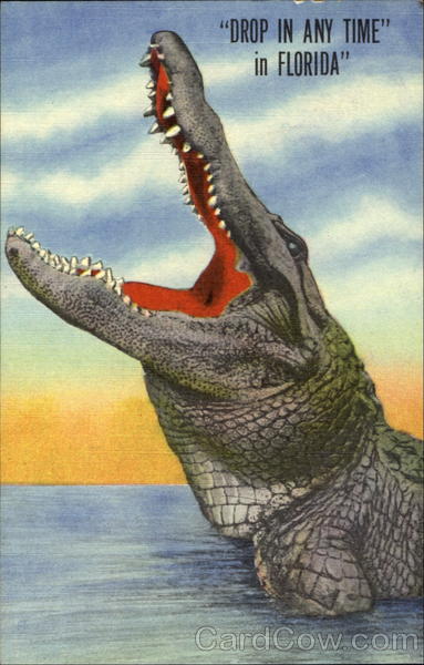 Drop In Any Time In Florida Alligators