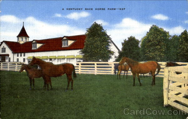 A Kentucky Race Horse Farm Horses