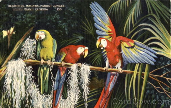 Beautiful Macaws, Parraot Jungle Miami Florida