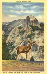 Yosemite National Park Postcard