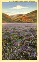 Wild Flowers Blooming In California Postcard