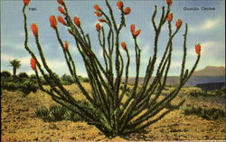 Ocotillo Cactus Postcard