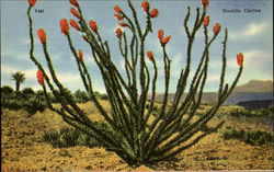 Ocotillo Cactus Cactus & Desert Plants Postcard Postcard