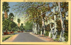 A Beautiful Drive Bordered With Native California Sycamores Postcard