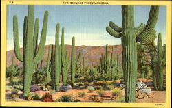 In A Sahuaro Forest Arizona Cactus & Desert Plants Postcard Postcard