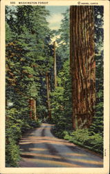 Washington Forest Scenic, WA Postcard Postcard
