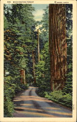 Washington Forest Postcard