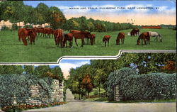 Mares And Foals, Claiborne Farm Postcard