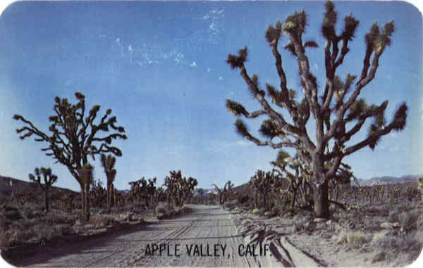 Joshua Tree (Yucca brevifolia) Apple Valley California