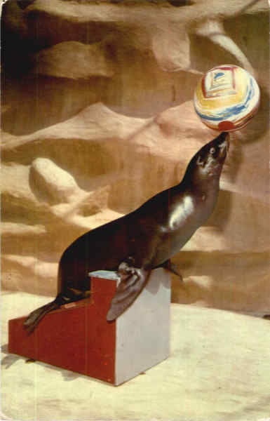 California Sea Lion San Diego
