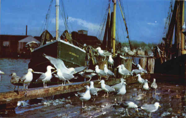 Gulls Feasting On Fish Scraps Fishing Gulls Feasting On Fish Scraps Fishing