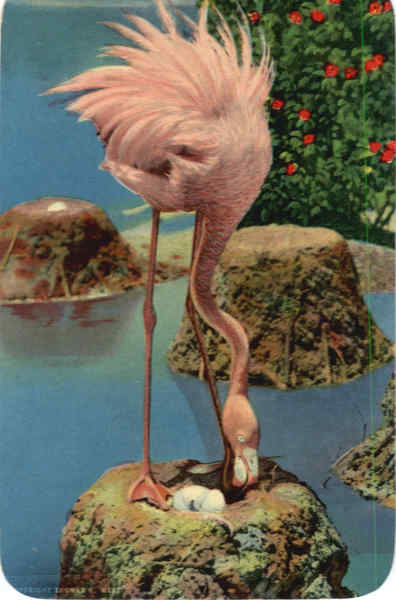 Flamingo Nesting in Florida, Hialeah Park Miami