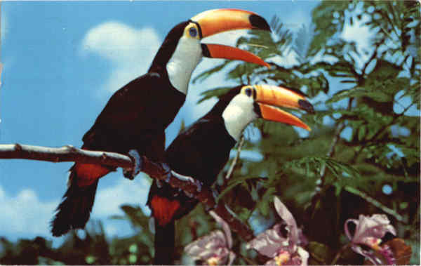 Toco Toucans and Orchids, Caribbean Gardens Naples Florida