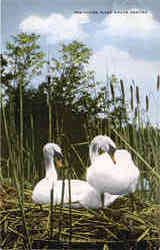 Deschutes River Swans Nesting Postcard