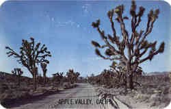 Joshua Tree (Yucca brevifolia) Apple Valley, CA Postcard Postcard