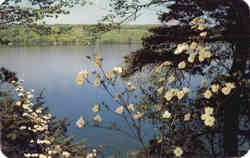 Dogwood fringes the beautiful blue of Lake Keuka's west branch Keuka Park, NY Postcard Postcard