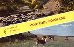 Greetings from Montrose Colorado Postcard Postcard