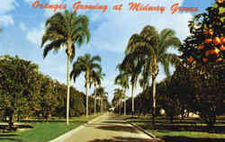 Oranges Growing at Midway Groves Postcard