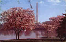 The Washington Monument District Of Columbia Washington DC Postcard Postcard