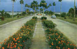 Flowerlined causeway, connecting Clearwater with Clearwater Beach Postcard