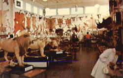 The Morse Museum, Route 25 Postcard