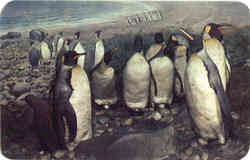 King Penguins Postcard