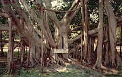 The Great Banyan Tree, Thomas A. Edison Winter Home Fort Myers, FL Postcard Postcard