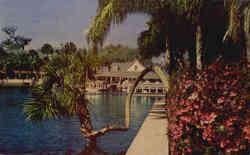 World Famous Silver Springs Florida Postcard Postcard