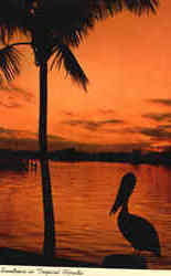 Palm Silhouette At Sundown In Tropical Florida Scenic, FL Postcard Postcard