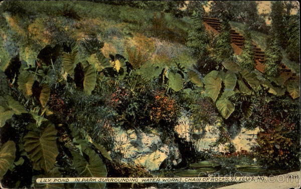 Lily Pond In Park Surrounding Water Works, Chain of Rocks St. Louis Missouri