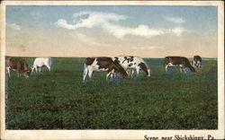 Scene Near Shickshinny Postcard