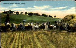 Thrashing Wheat, Eastern Oregon Postcard