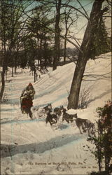 The Huskies At Buck Hill Falls Postcard