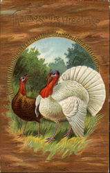 Thanksgiving Greetings Postcard