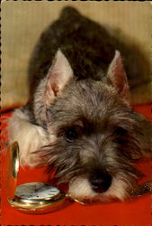 Schnauzer Dogs