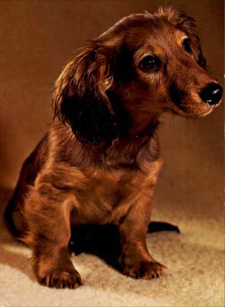 Langhaardackel Basset Dog Dogs