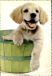 Cocker Spaniel Postcard